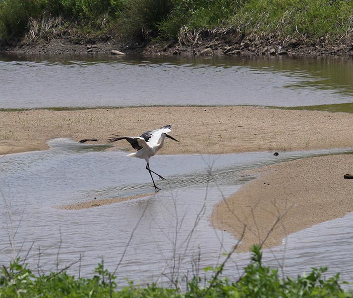 A flying Konotori stork about to land on a riverbank