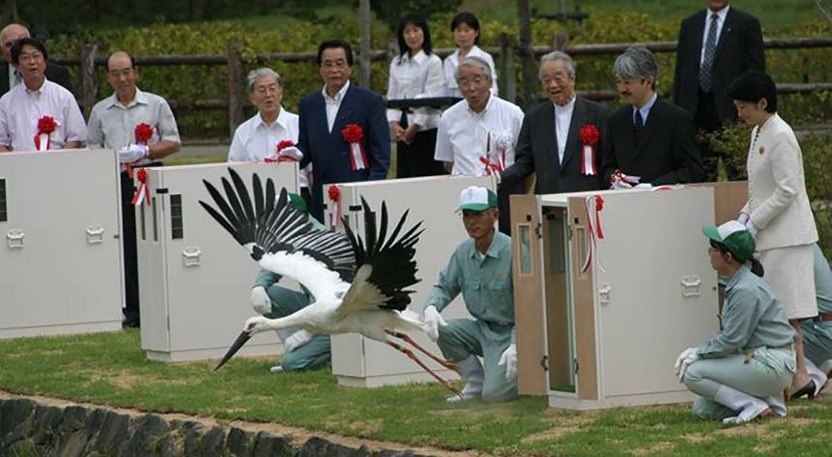 The first release of Konotori stork into the wild of Toyooka