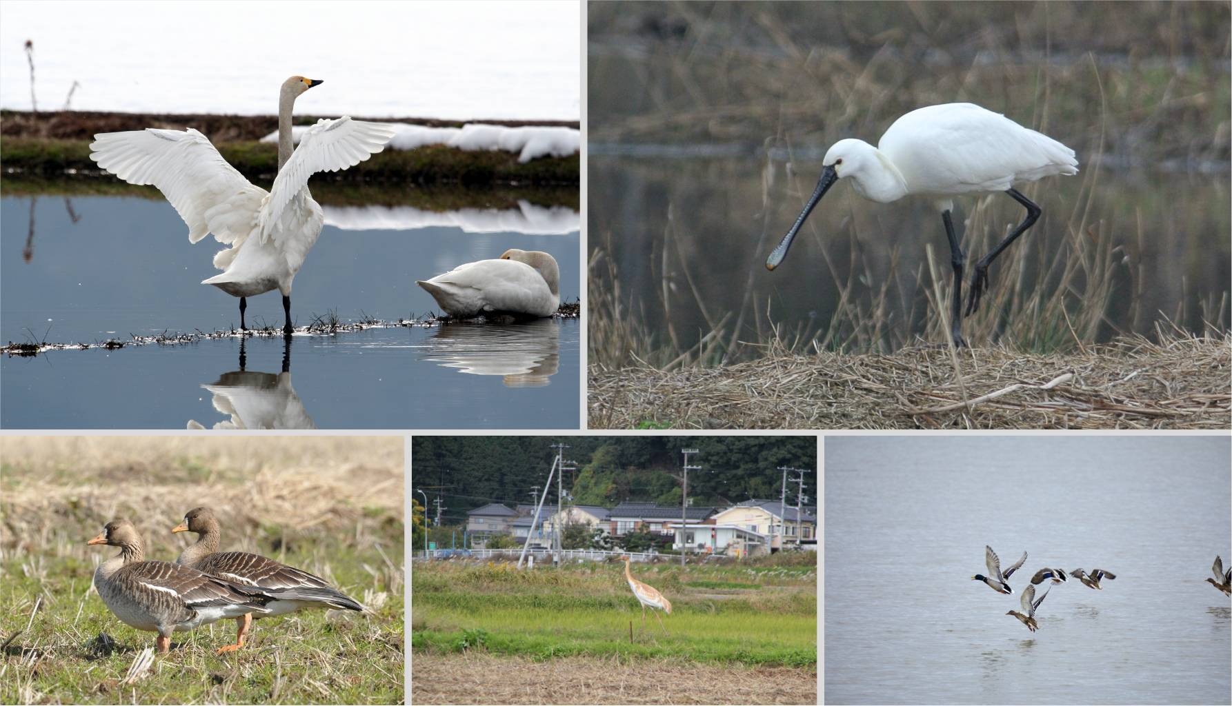 Wildlife found in the lower reaches of the Maruyama River