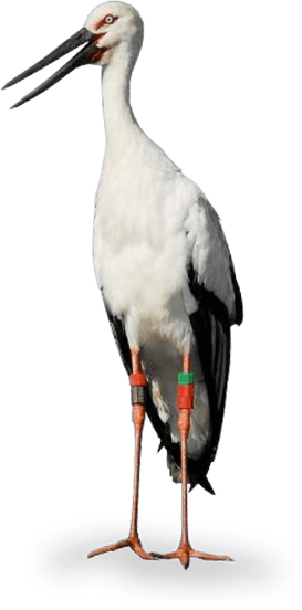 Konotori stork